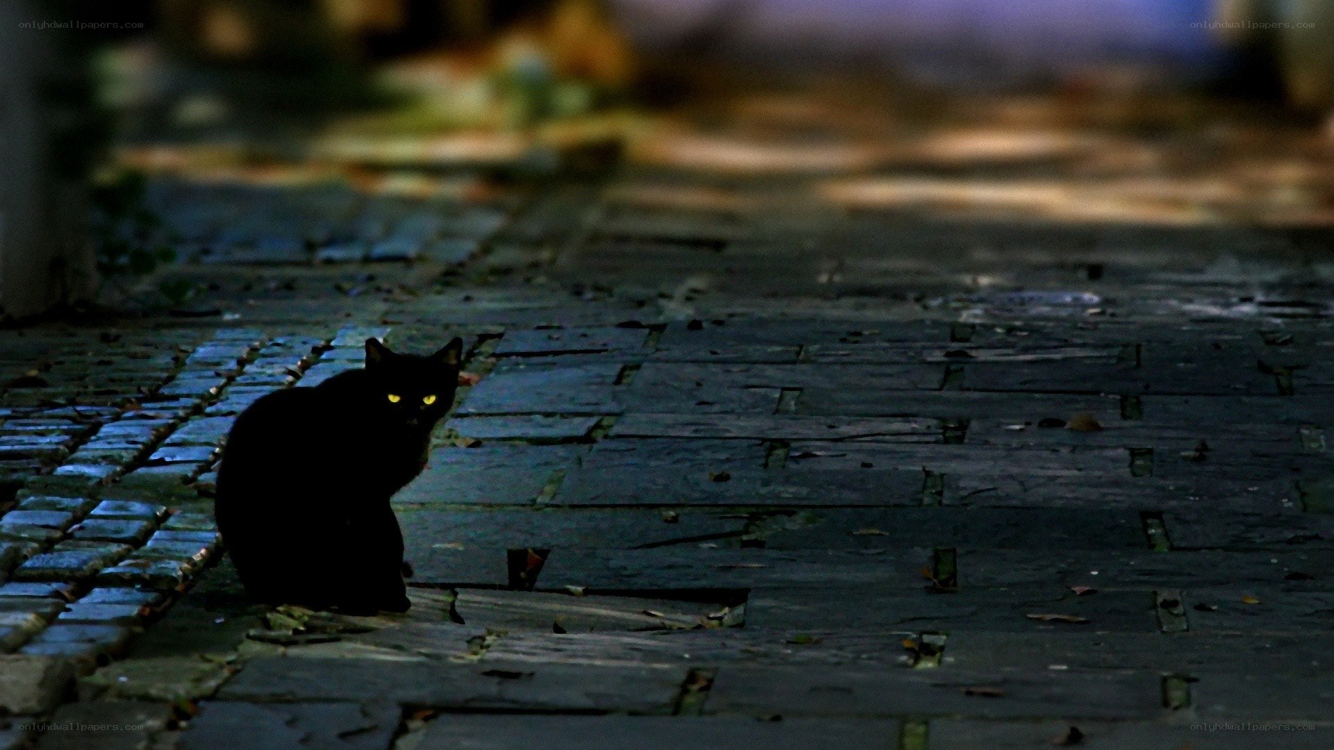 black cat on cobblestone street