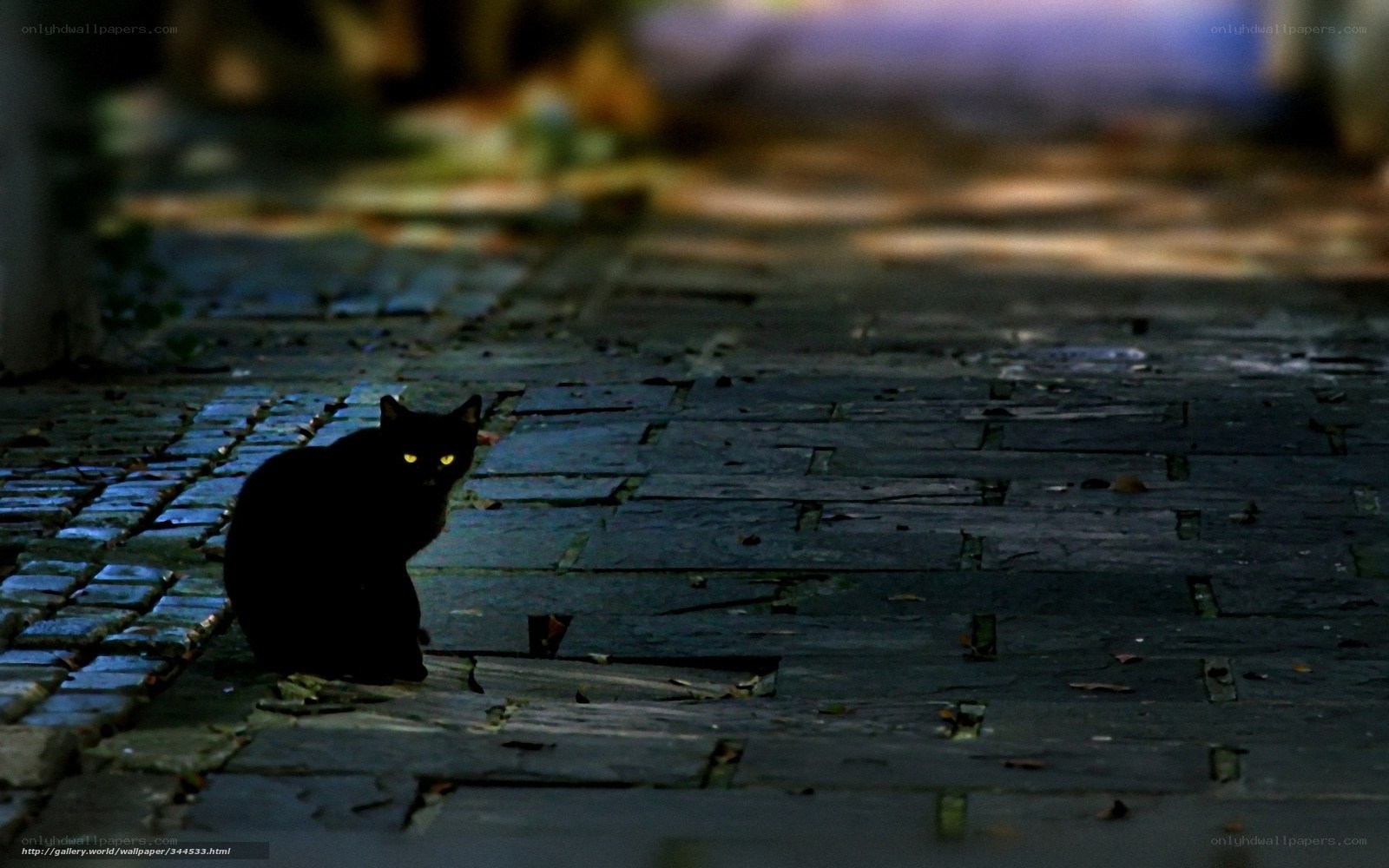 black cat on cobblestone street