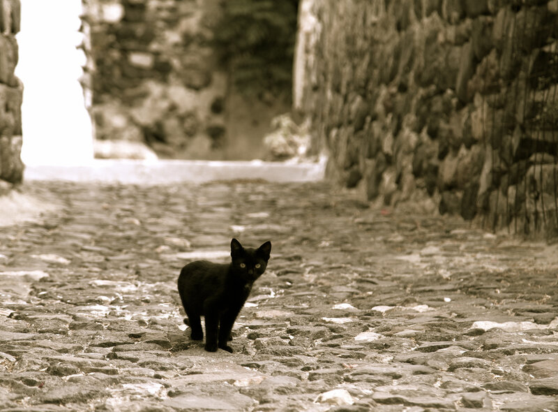 Black Cat on Cobblestones — Brown