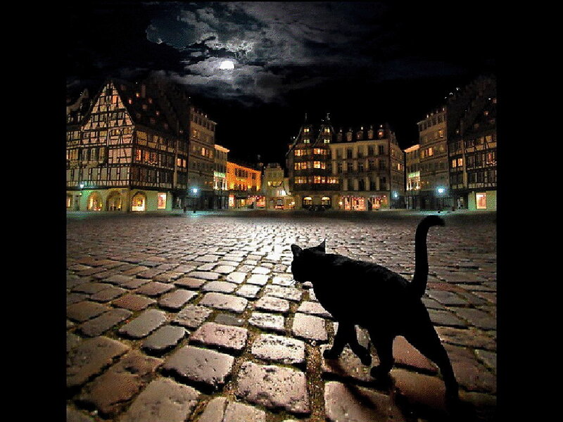 Black Cat on Cobblestones