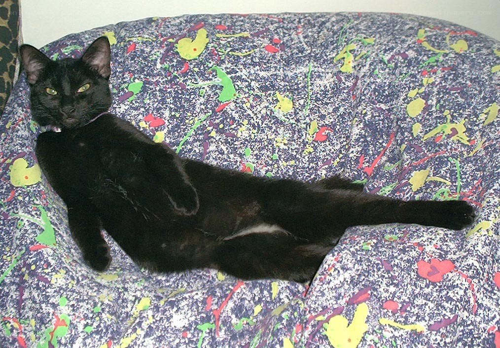 Black cat on colorful couch