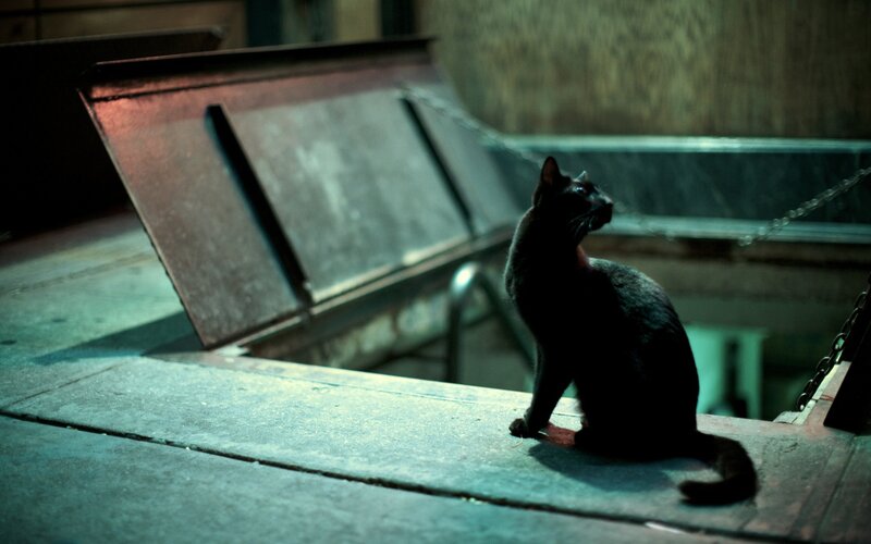 Black Cat on Concrete