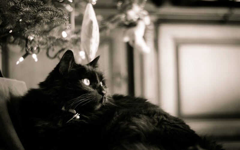 Black Cat on Couch — Calm, Night