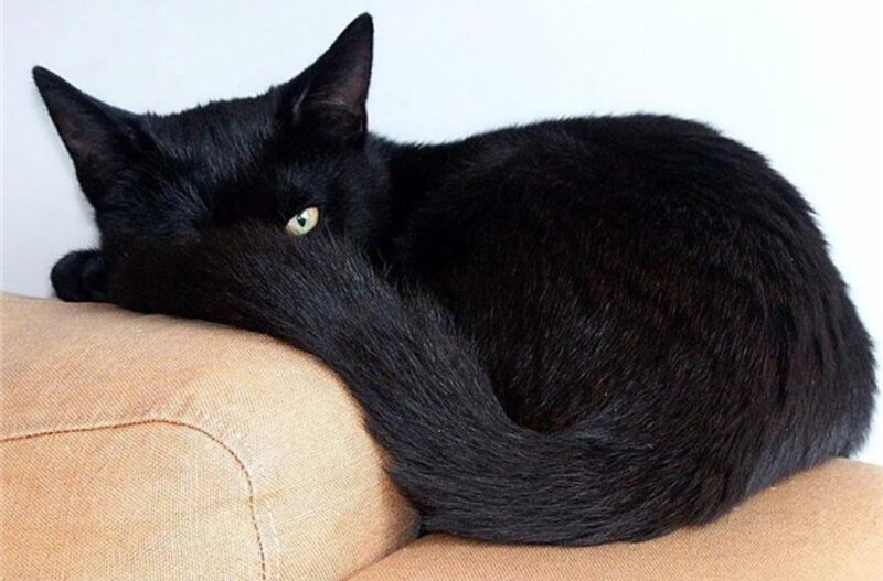 Black Cat on Couch — Calm, Photograph