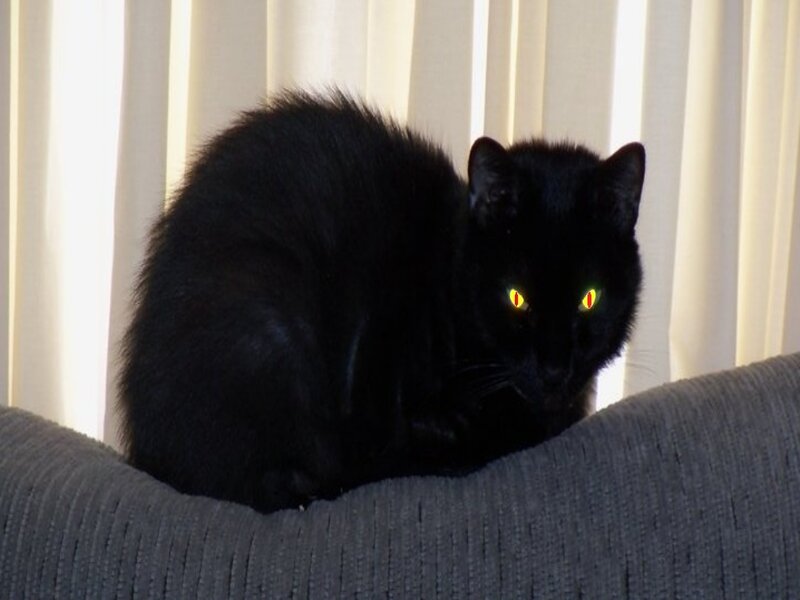 Black Cat on Couch — Calm