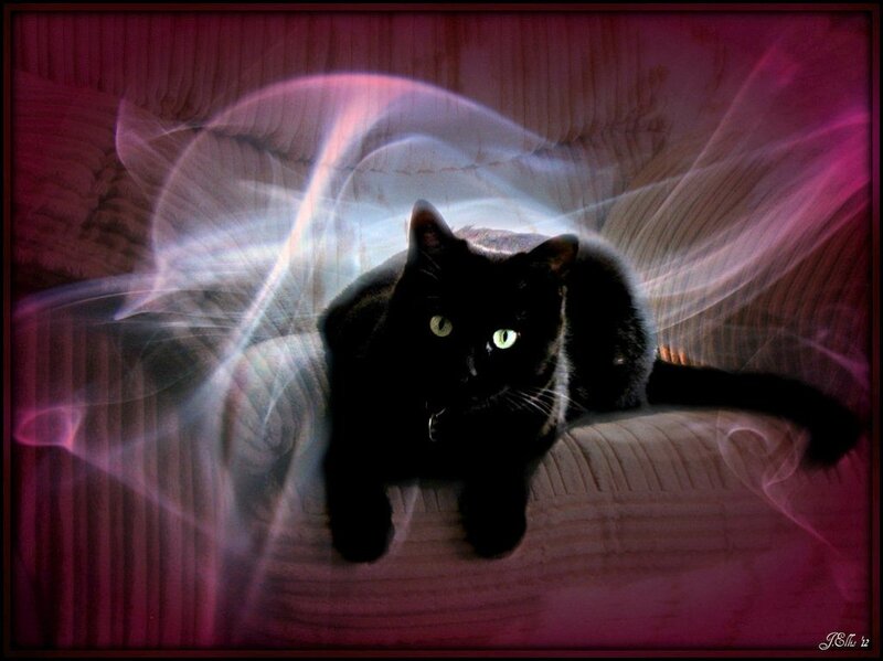 Black Cat on Couch — Dramatic