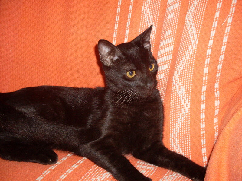 Black Cat on Couch — Orange