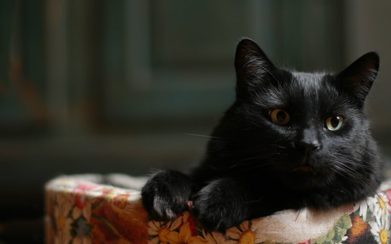 Black Cat on Cushion — Calm, Photograph