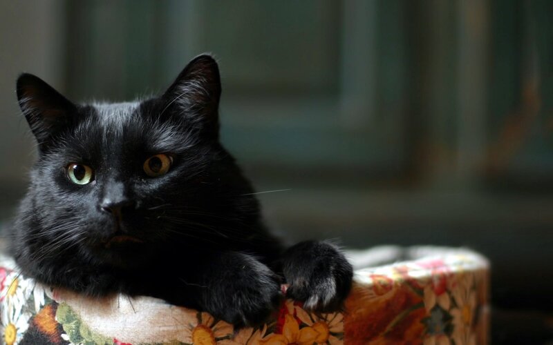 Black Cat on Cushion — Calm, Photograph, Window, Green