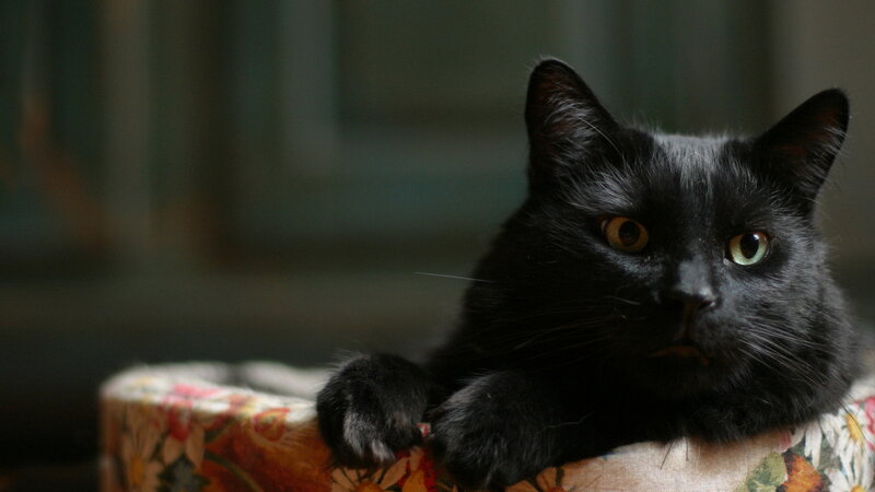 Black Cat on Cushion