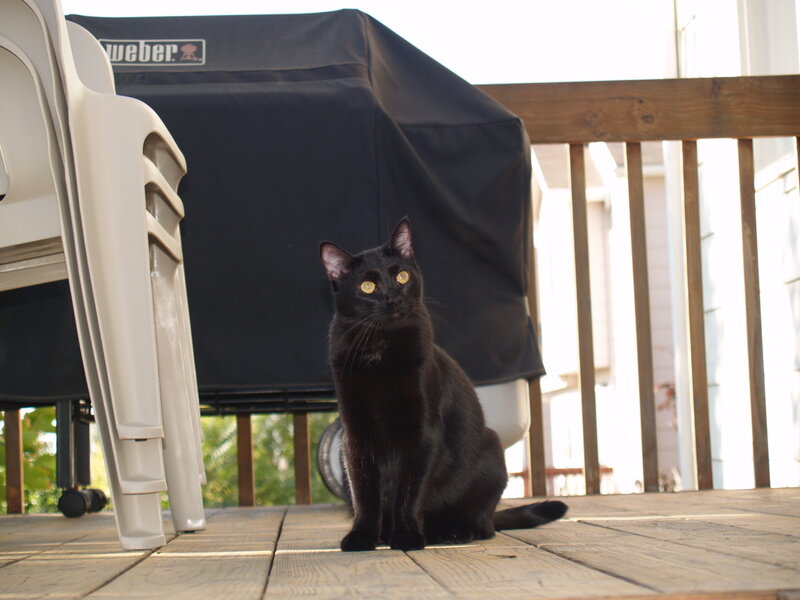 Black Cat on Deck — Calm