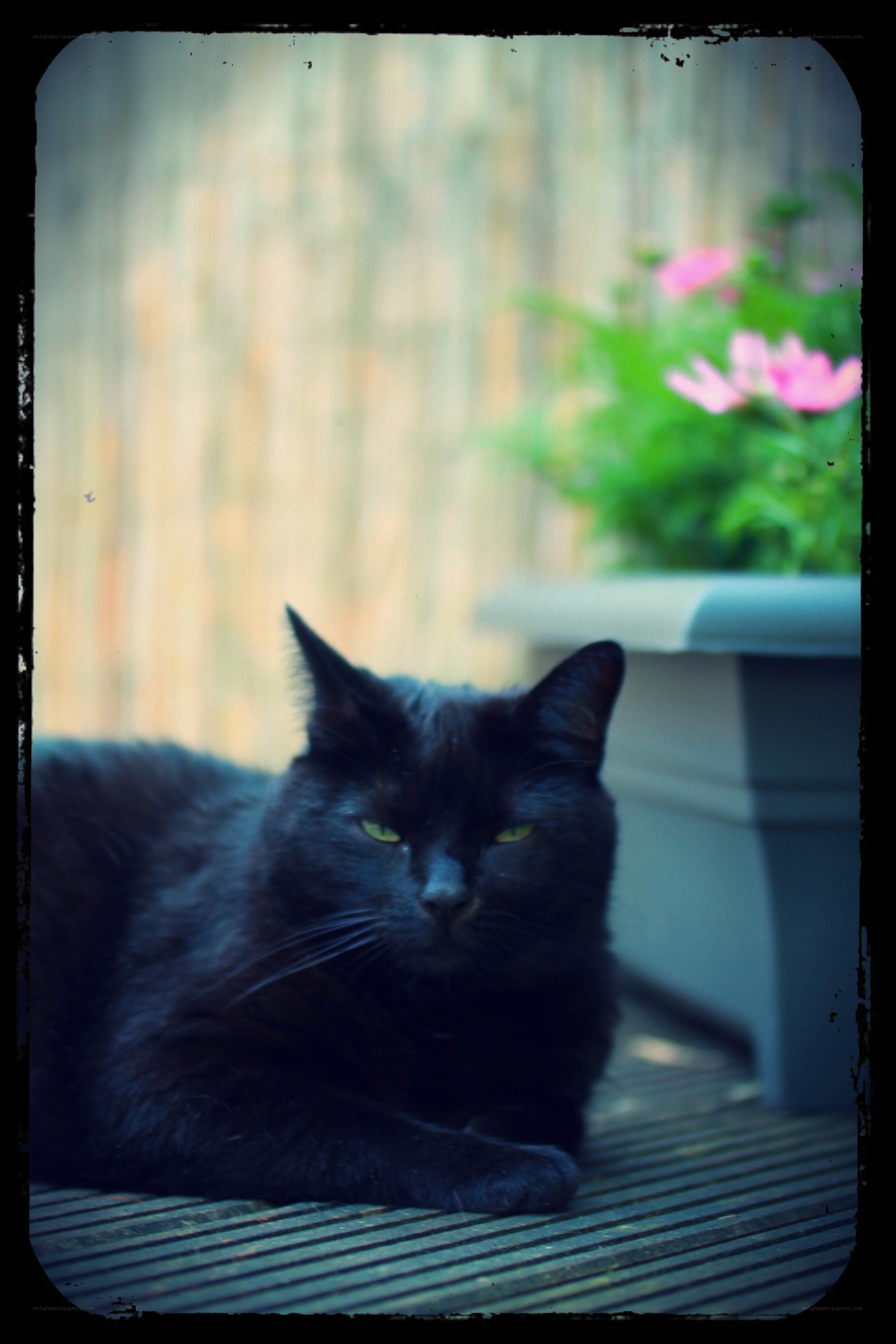 black cat on deck