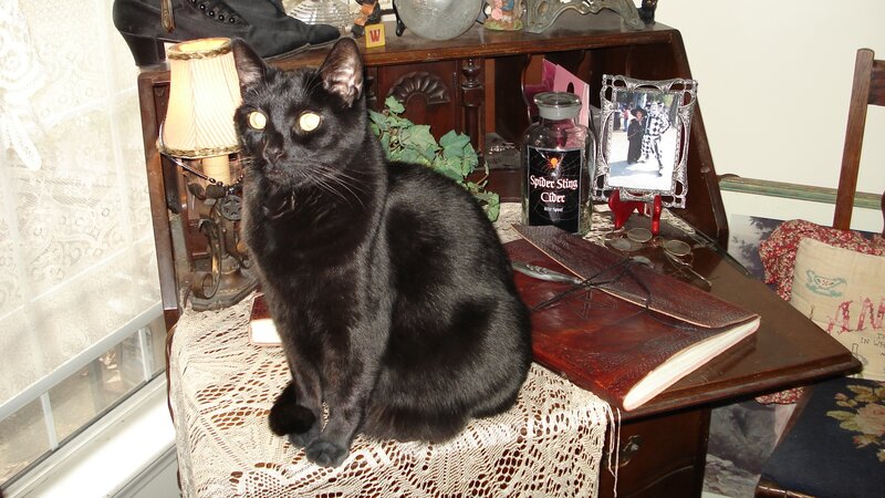 Black Cat on Desk — Calm