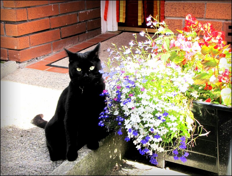 Black Cat on Doorstep