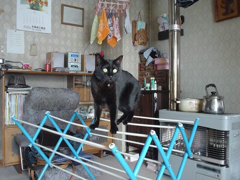 Black cat on drying rack