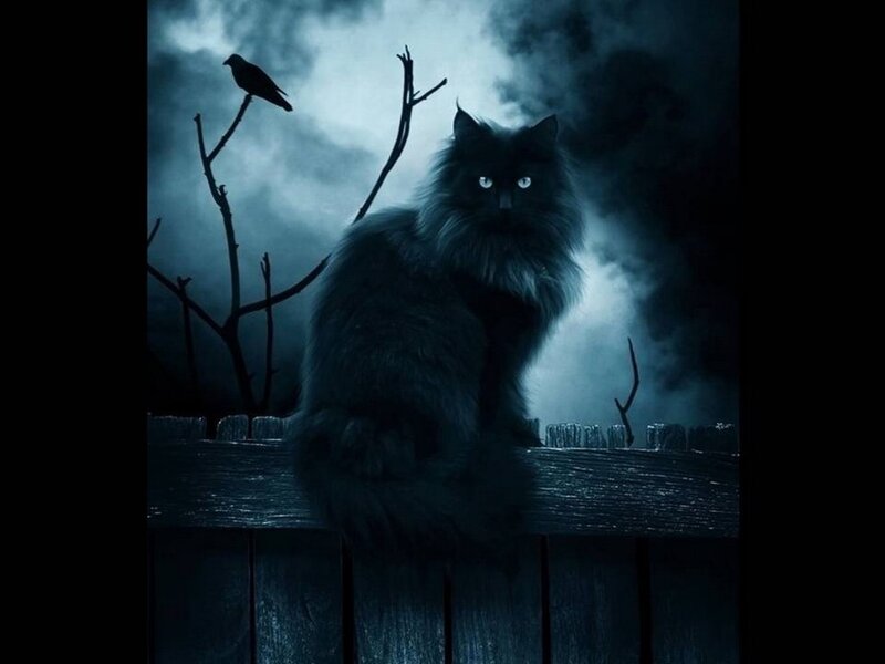 Black Cat on Fence — Blue, Dark, Mysterious