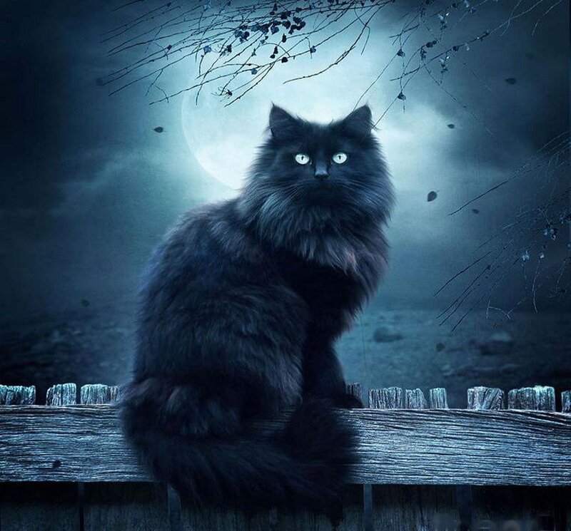 Black Cat on Fence — Blue, Mysterious