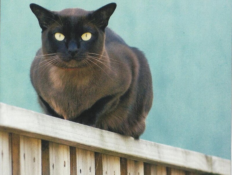 Black Cat on Fence — Brown
