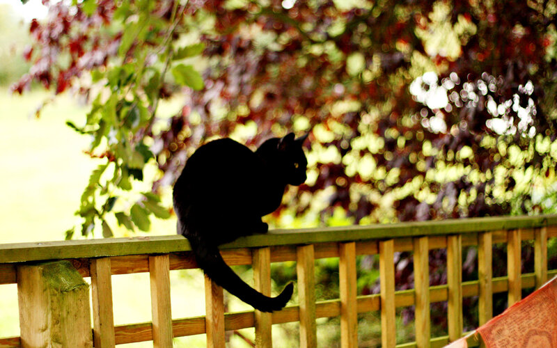 Black Cat on Fence — Calm