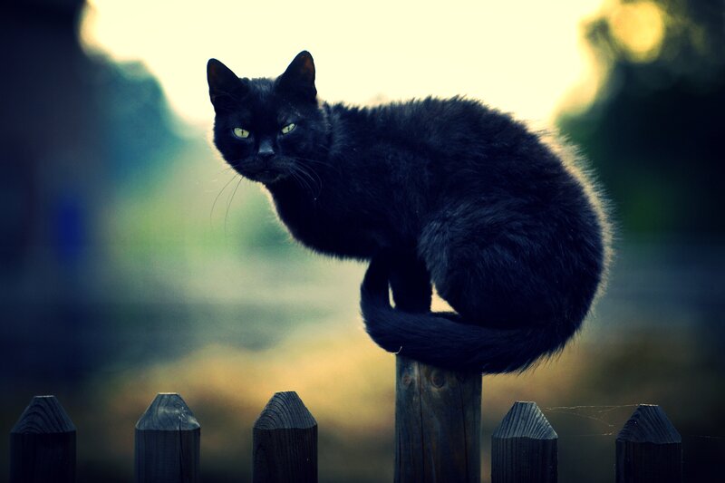 Black Cat on Fence — Dramatic