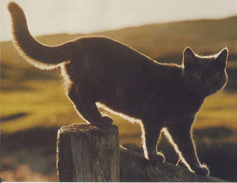 Black Cat on Fence Post