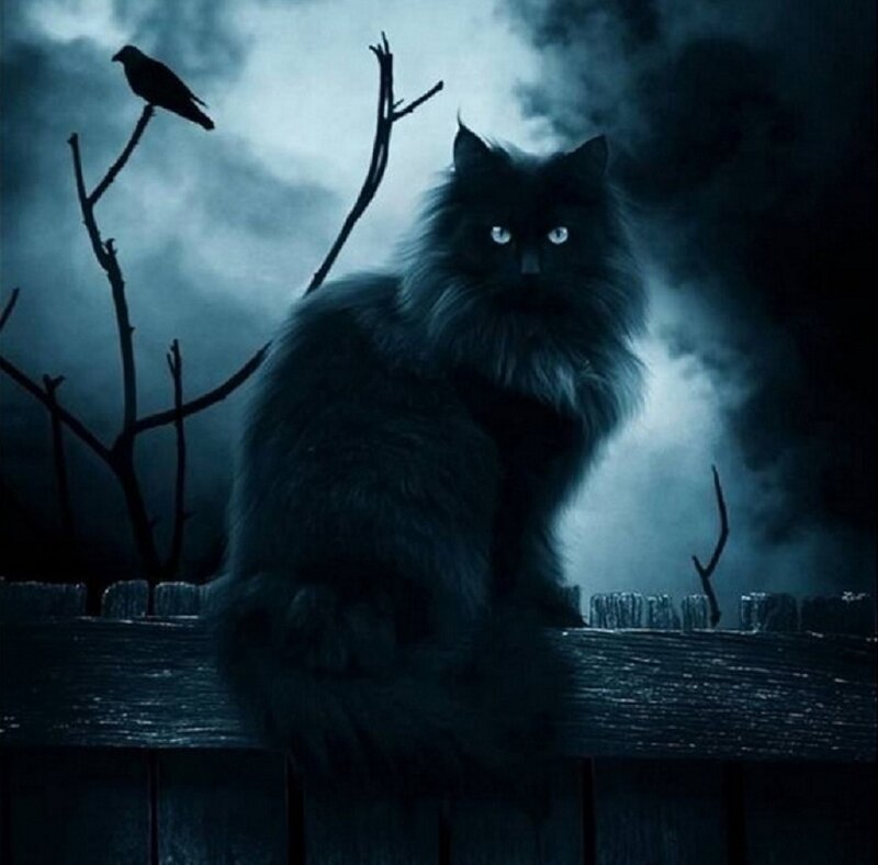 Black Cat on Fence