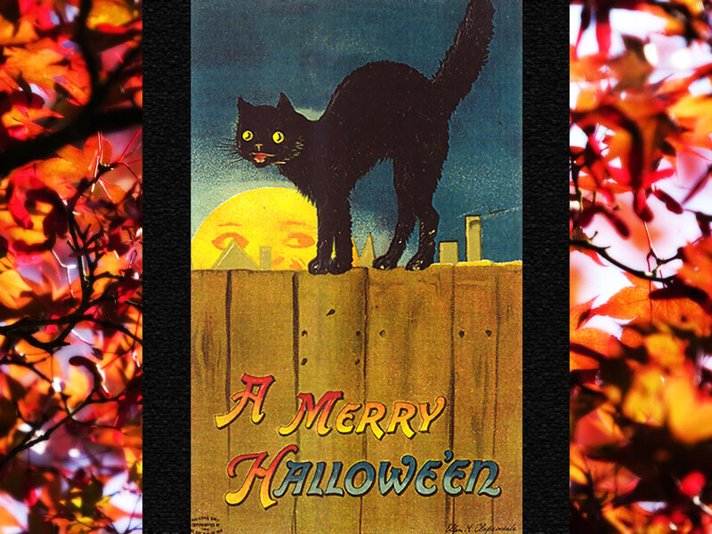 Black Cat on Fence — Yellow