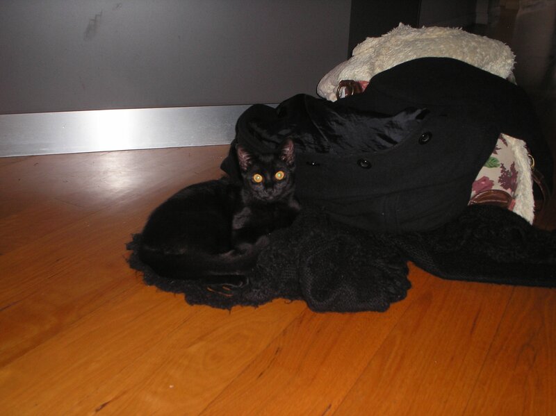 Black Cat on Floor — Calm