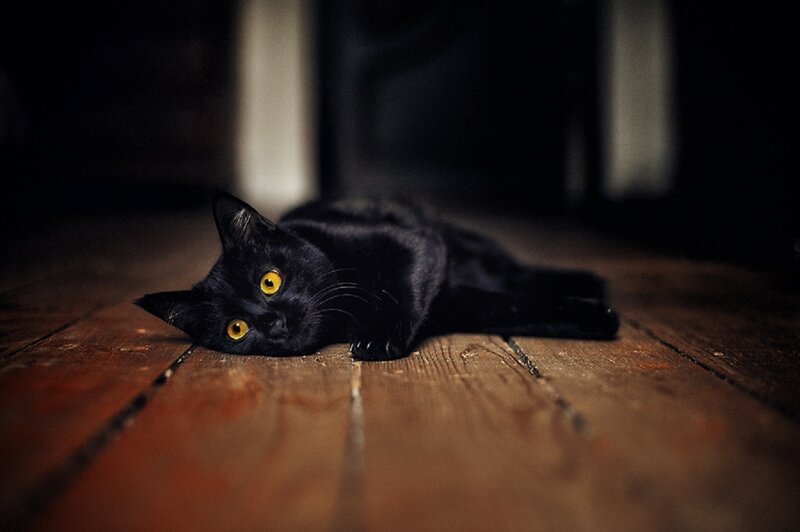 Black Cat on Floor — Dark