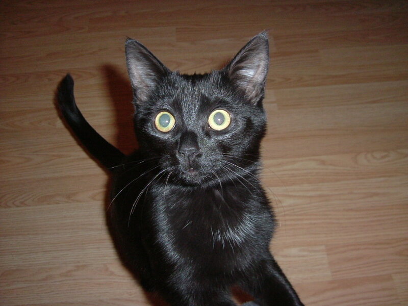 Black Cat on Floor — Neutral