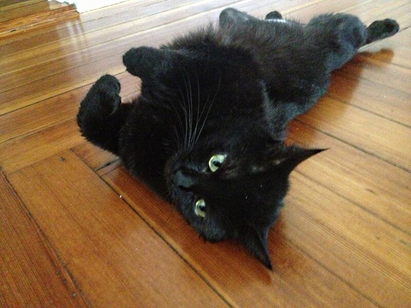 Black Cat on Floor — Relaxed