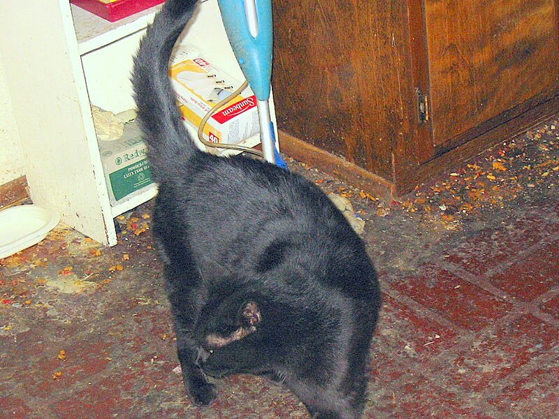 Black Cat on Floor