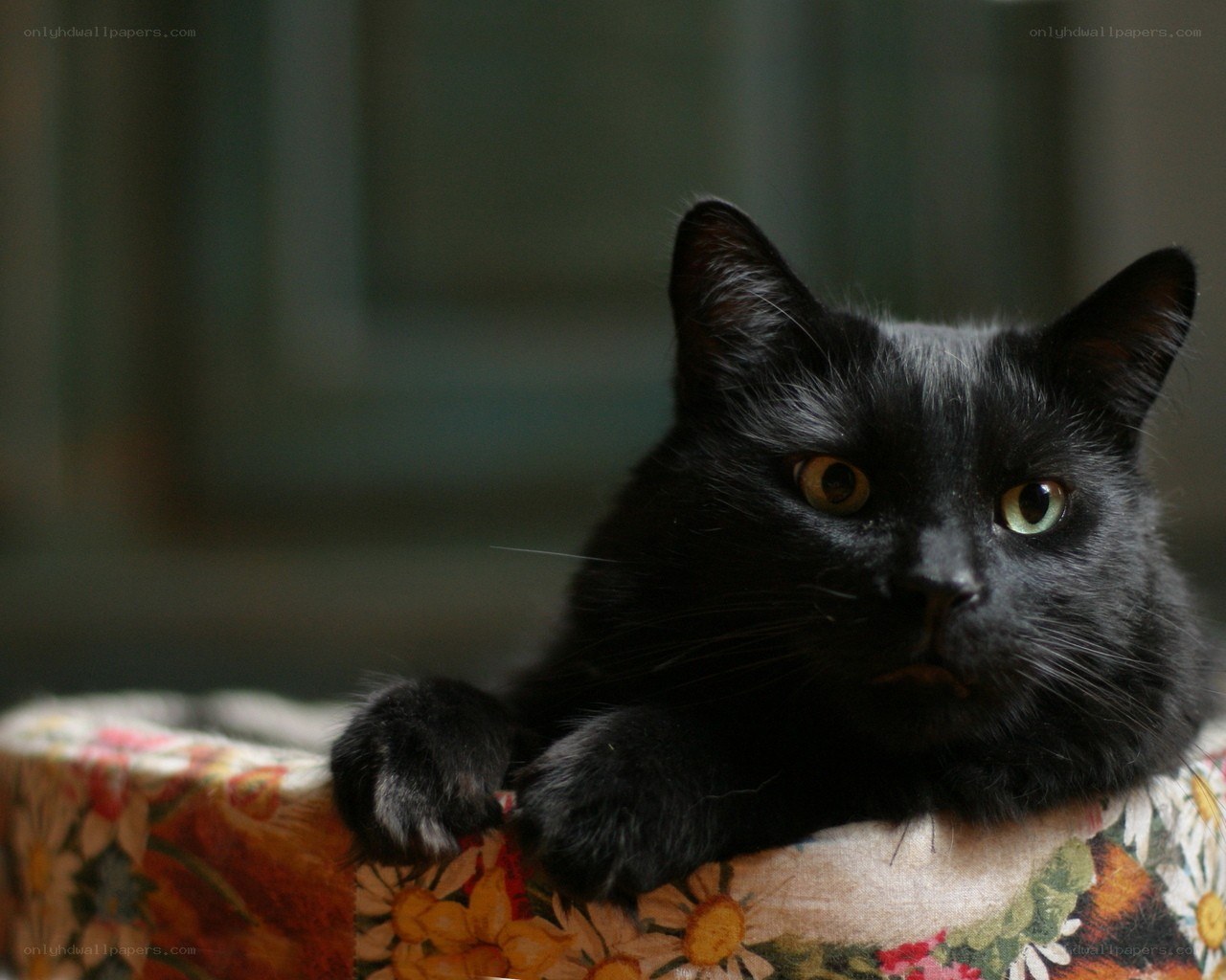 black cat on floral cushion