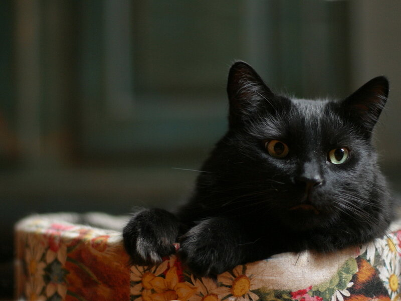 Black Cat on Floral Cushion — Calm