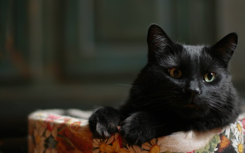 black cat on floral cushion
