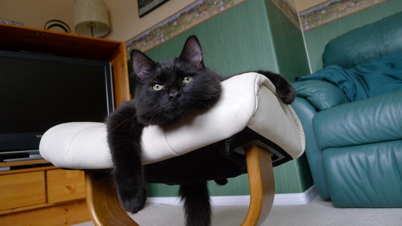 Black Cat on Footrest