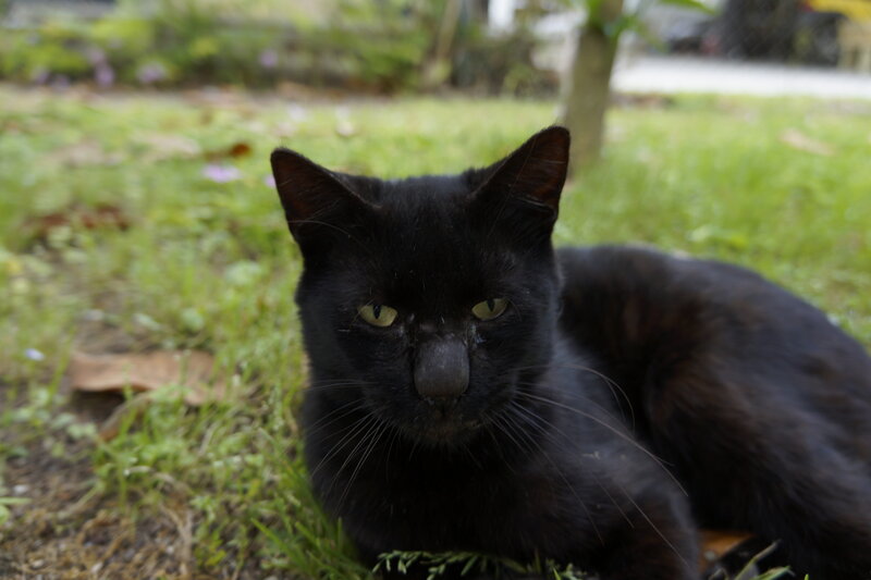 Black Cat on Grass — Calm, Afternoon