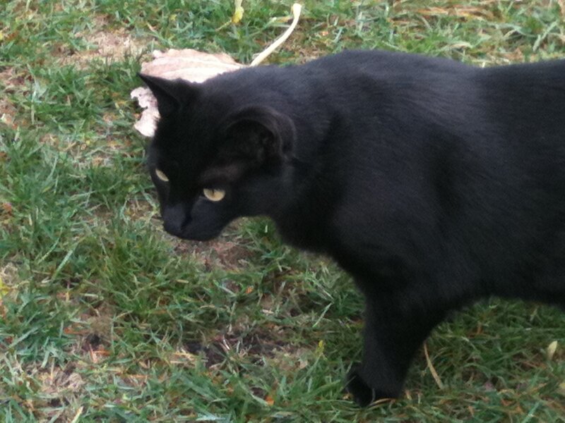 Black Cat on Grass — Calm