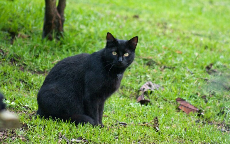 Black Cat on Grass — Green, Calm, Afternoon