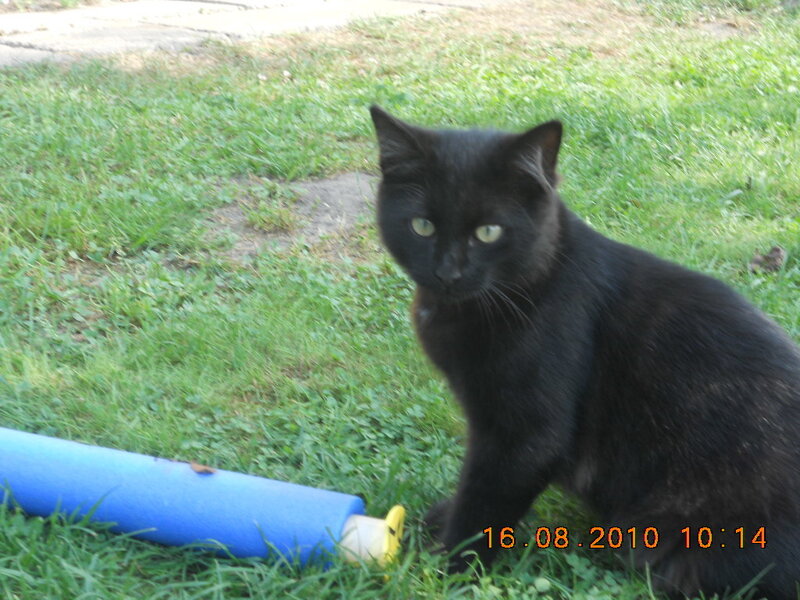 Black Cat on Grass — Green, Calm