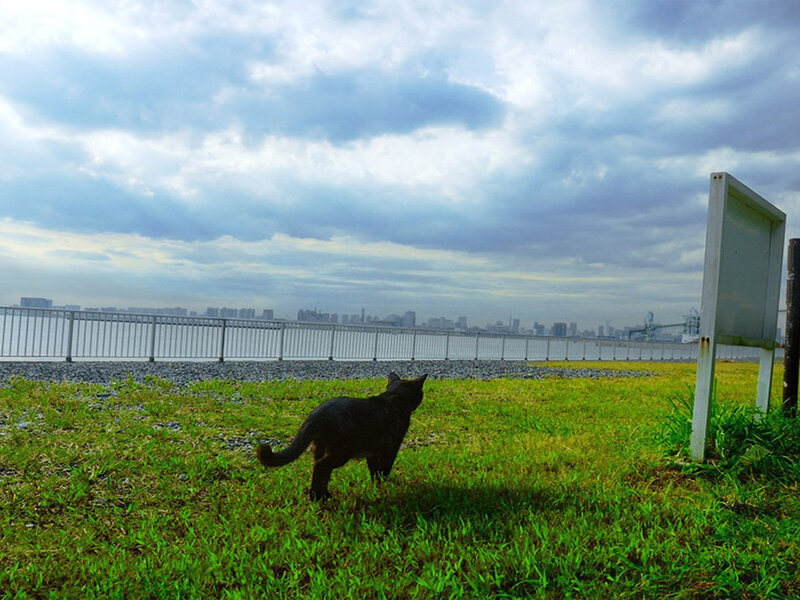 Black Cat on Grass — Green, Overcast