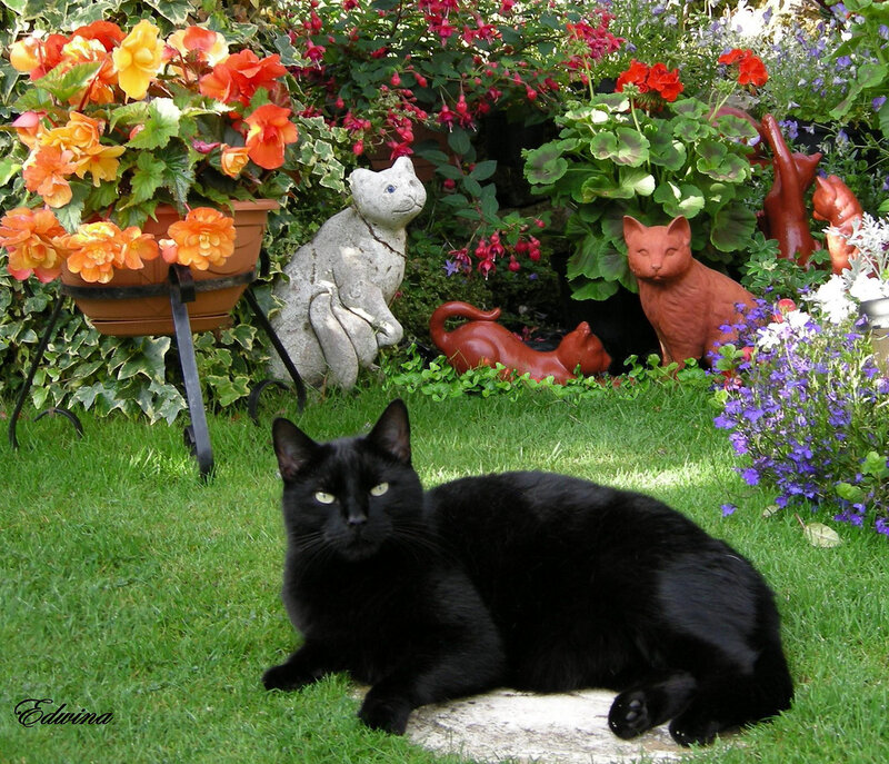 Black Cat on Grass — Green, Serene