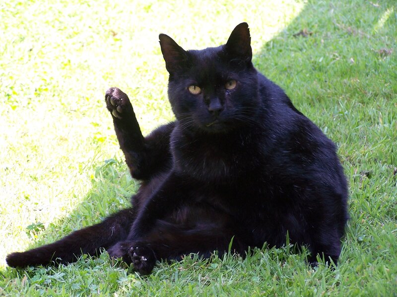 Black cat on grass