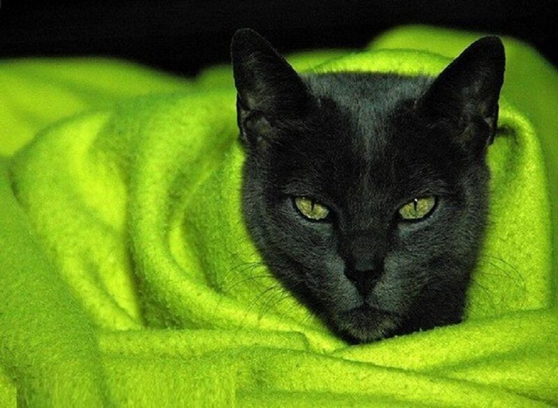 black cat on green blanket