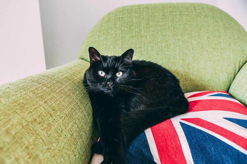 Black cat on green couch