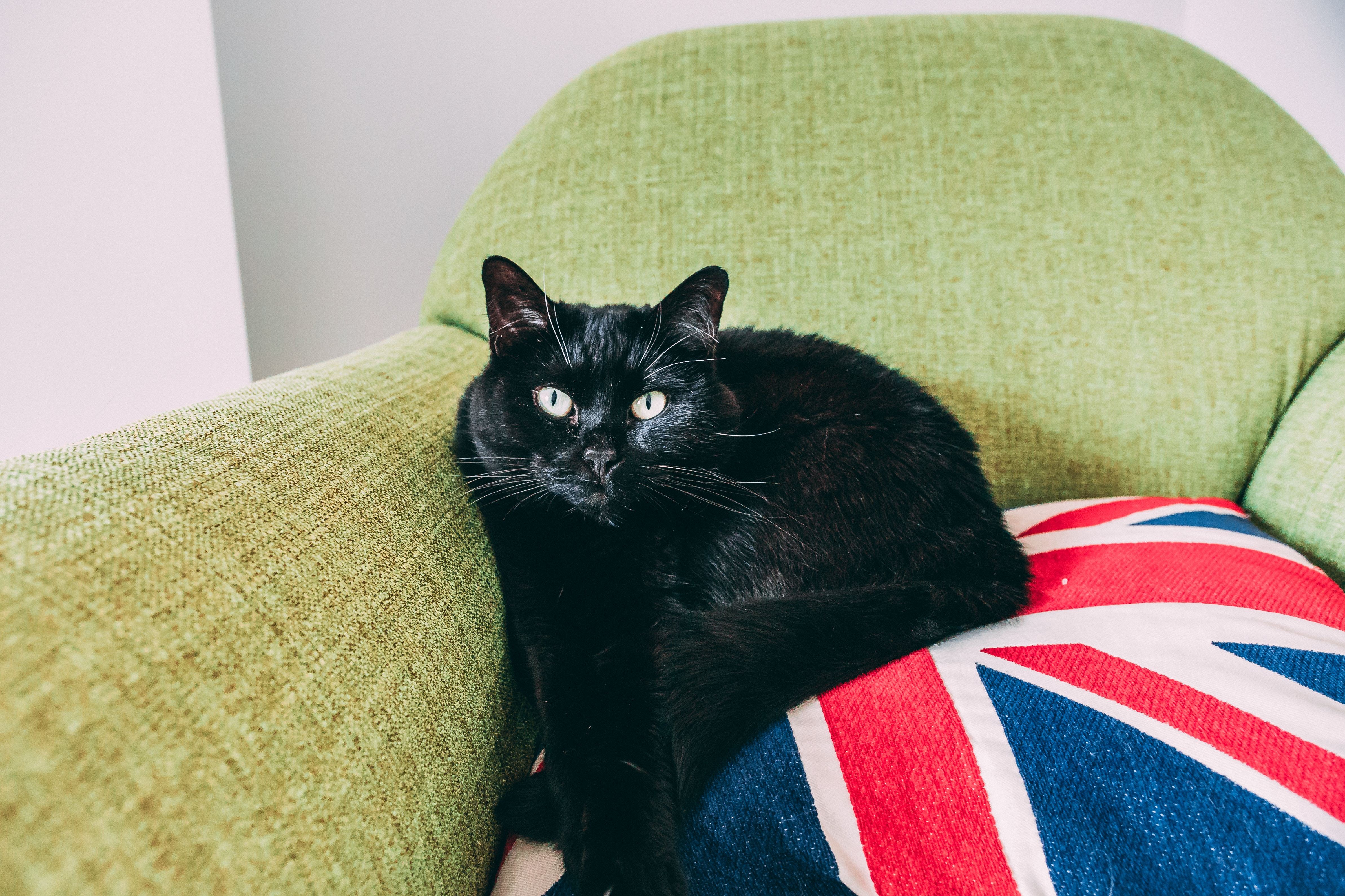 Black cat on green couch