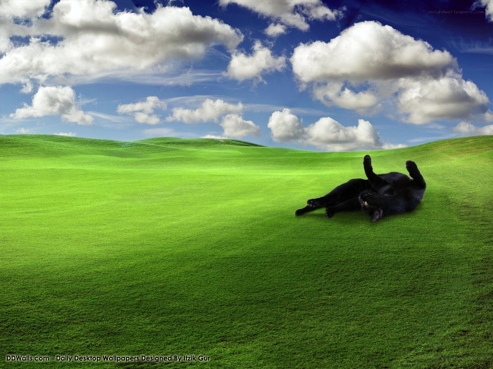 Black cat on green hill