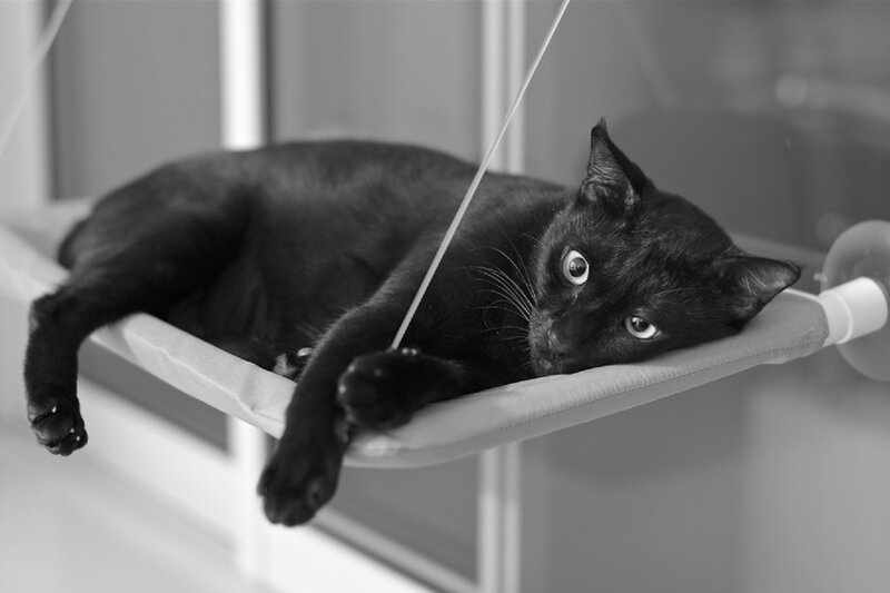 Black Cat on Hammock