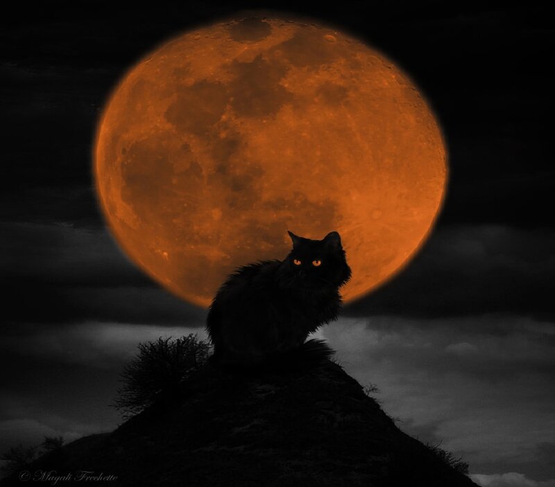 Black Cat on Hill — Orange