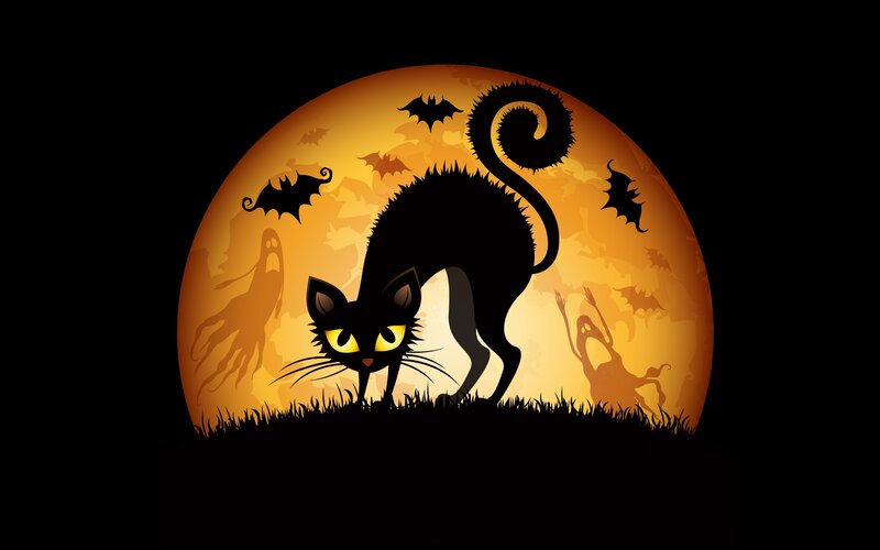 Black Cat on Hill — Spooky